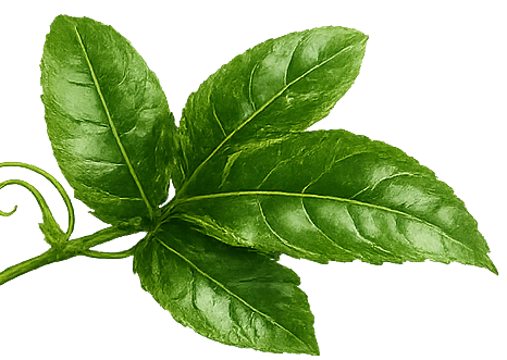 leaf