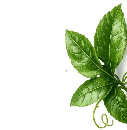 leaf
